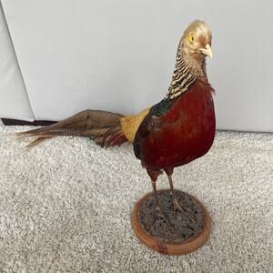 Stunning Golden Pheasant Taxidermy Mount - Excellent Condition!